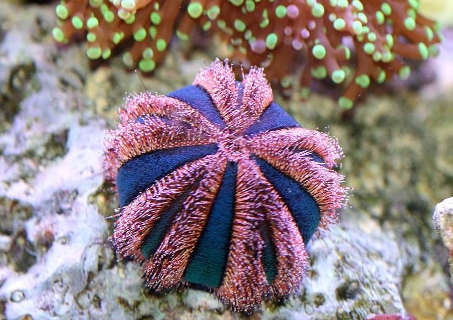 Mespilia globulus - Kugel-Seeigel - red