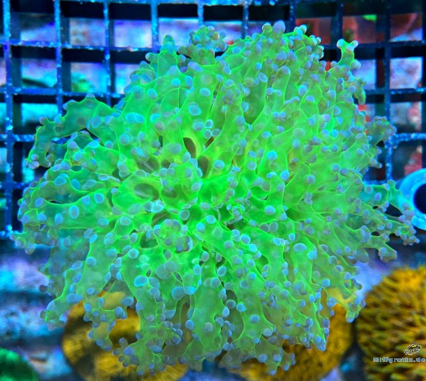 Euphyllia Divisa  Ultra Color