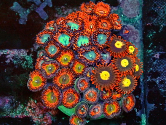 Protopalythoa sunshine MIX  Krustenanemone - Super Soft Polyps WYSIWYG 151