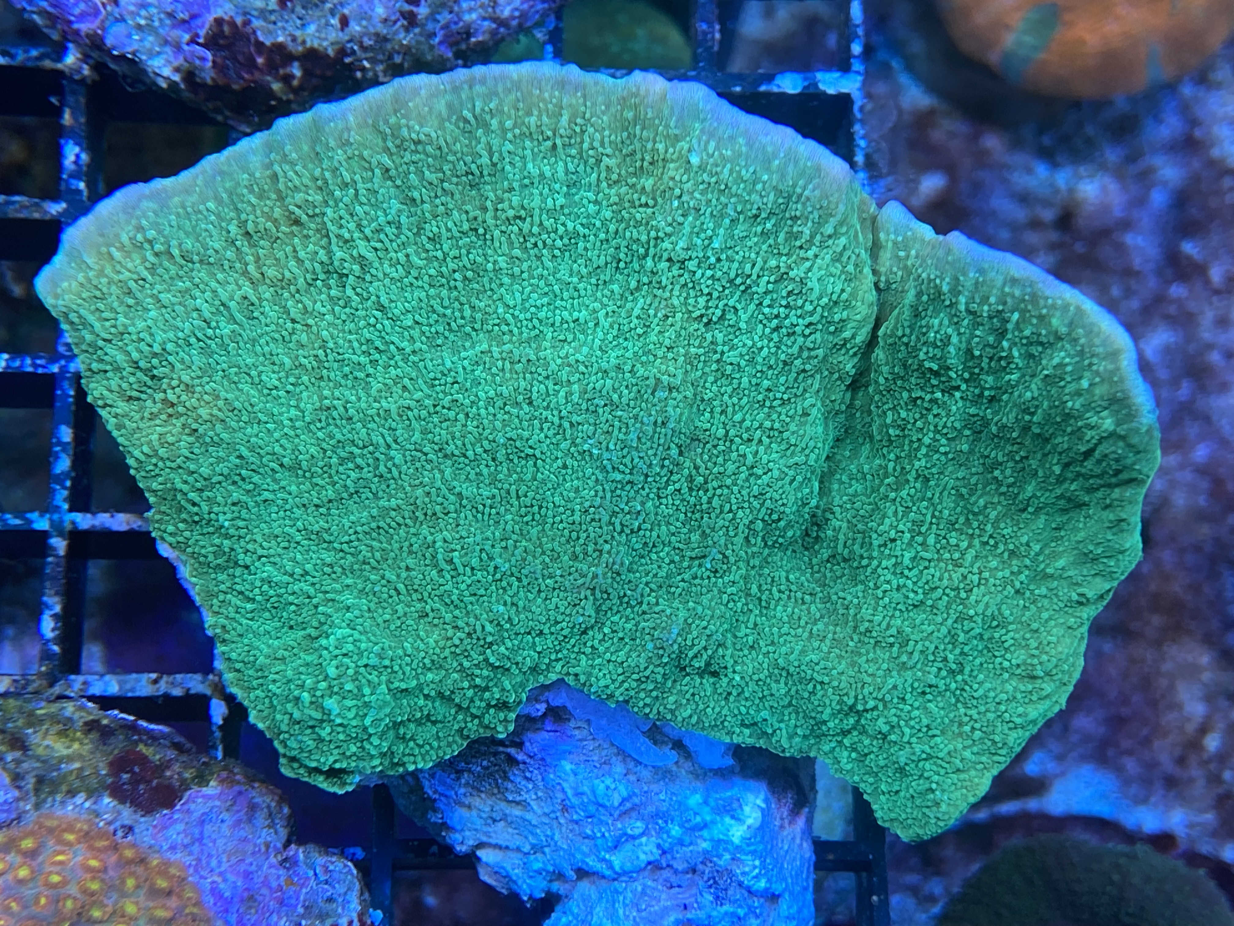 Montipora foliosa - Ultra Green Table