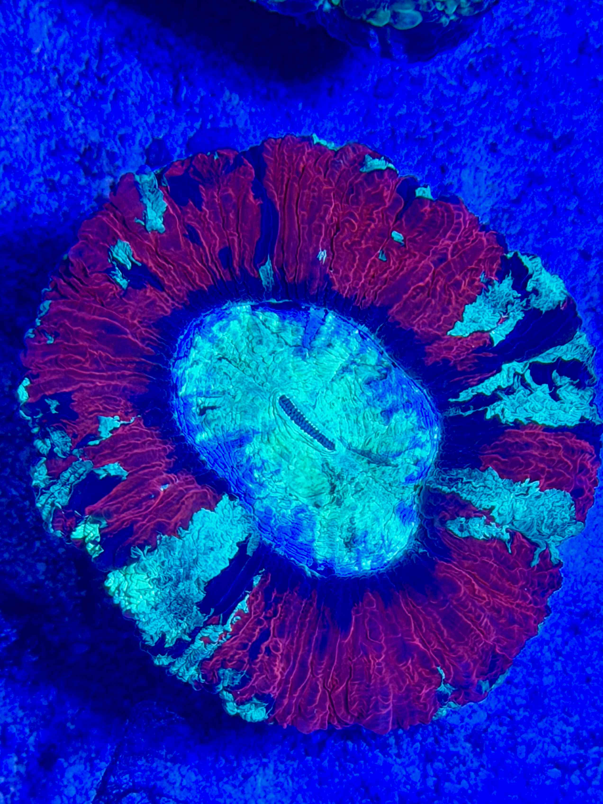 Trachyphyllia geoffroyi Wulstkoralle Red Bi-Color WYSIWYG11