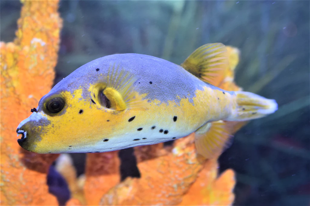 Arothron Nigropunctatus Schwarzflecken-Kugelfisch mit gelben Bauch 