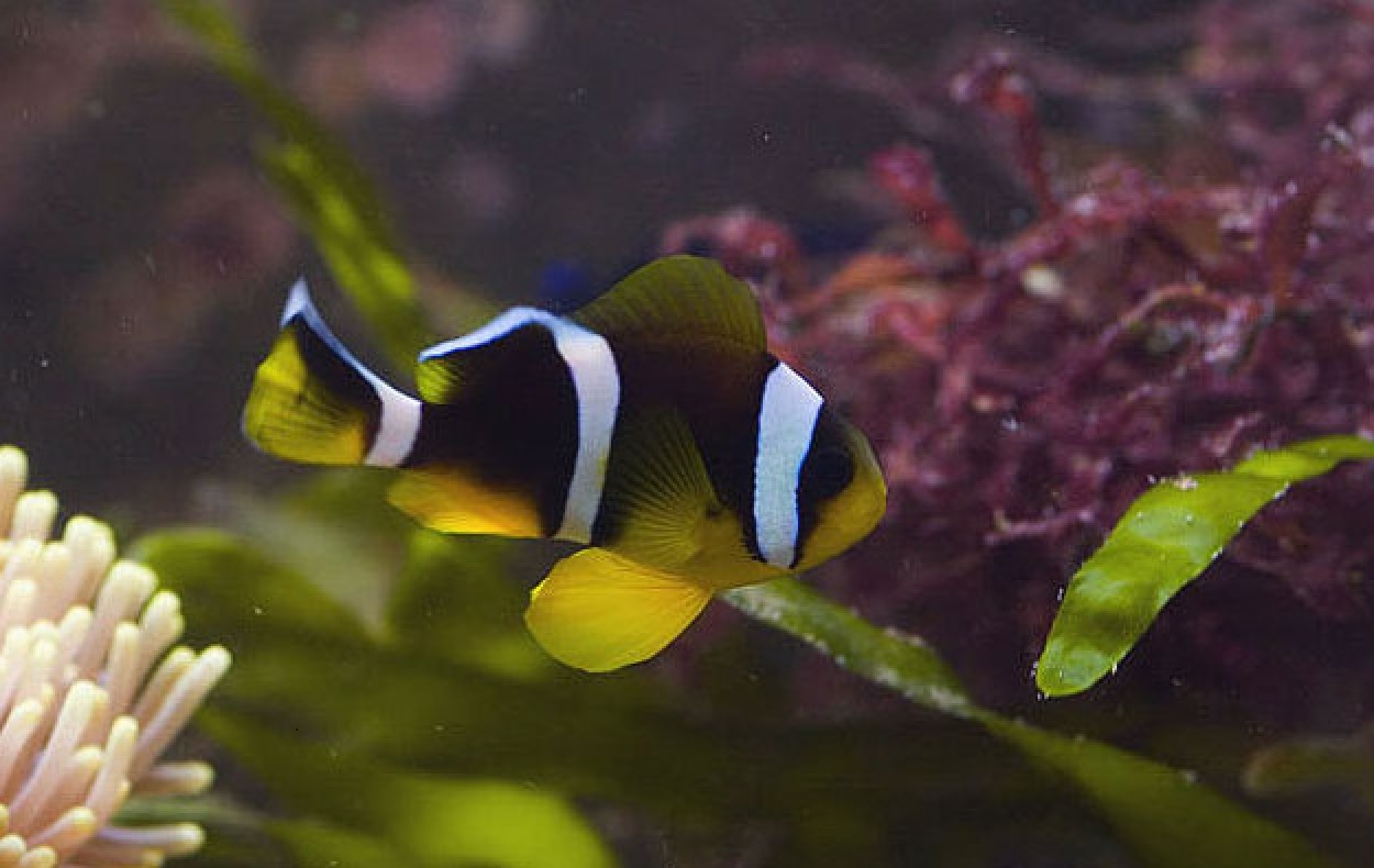 Amphiprion chrysogaster - Mauritius-Anemonenfisch