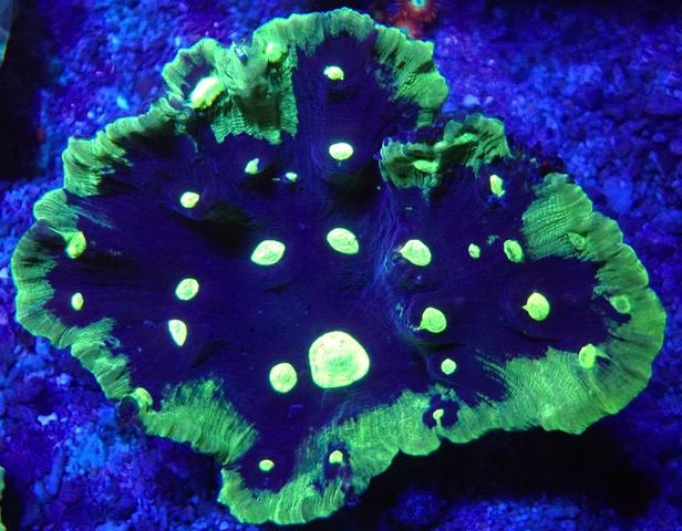 Pectinia alcicornis - Kamm-Koralle - WYSIWYG P5