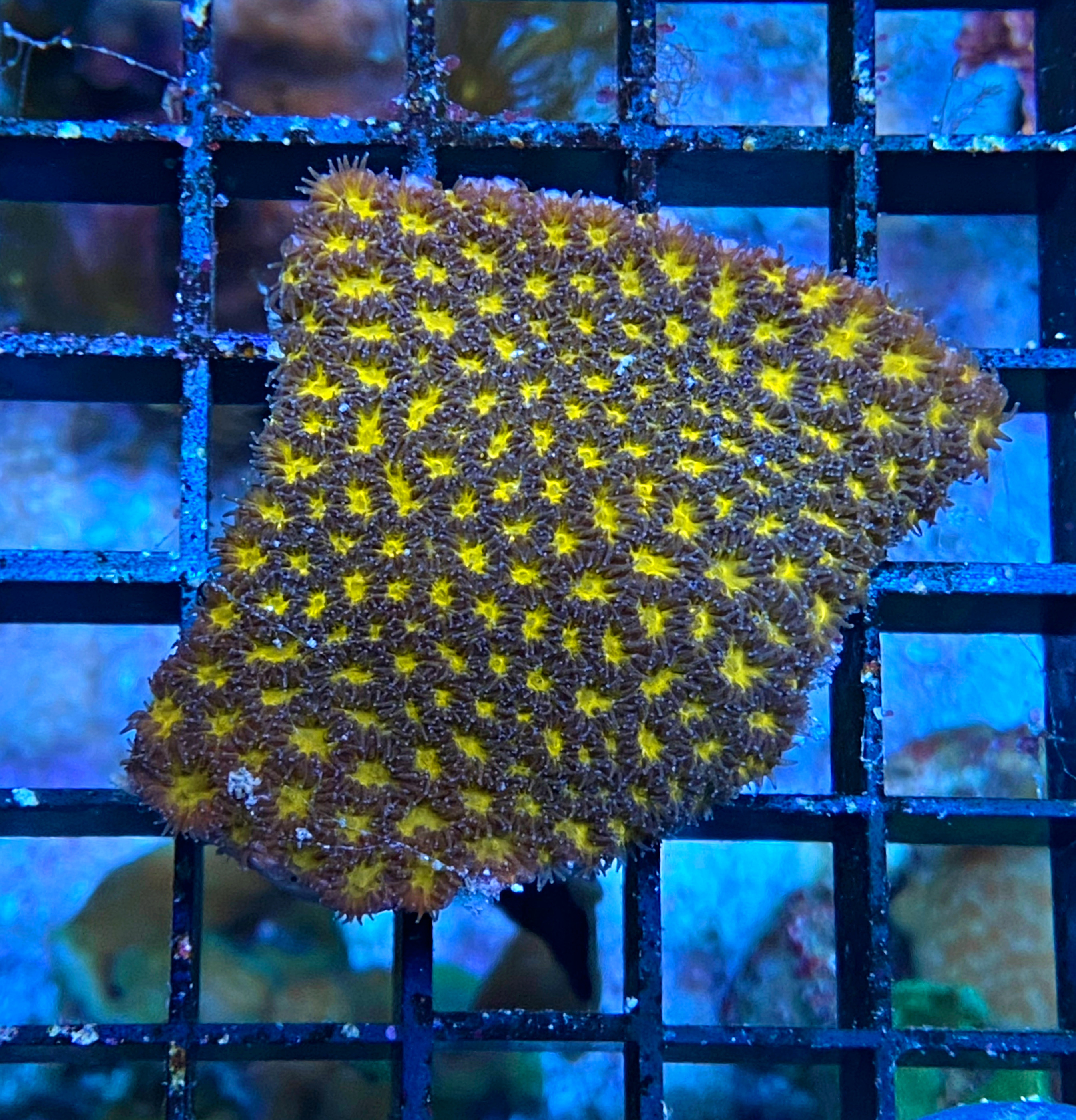 Leptastrea purpurea - Burning Ember - WYSIWYG 413b