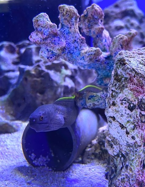 Muräne sp.