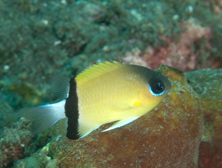 Pycnochromis retrofasciatus Schwalbenschwänzchen