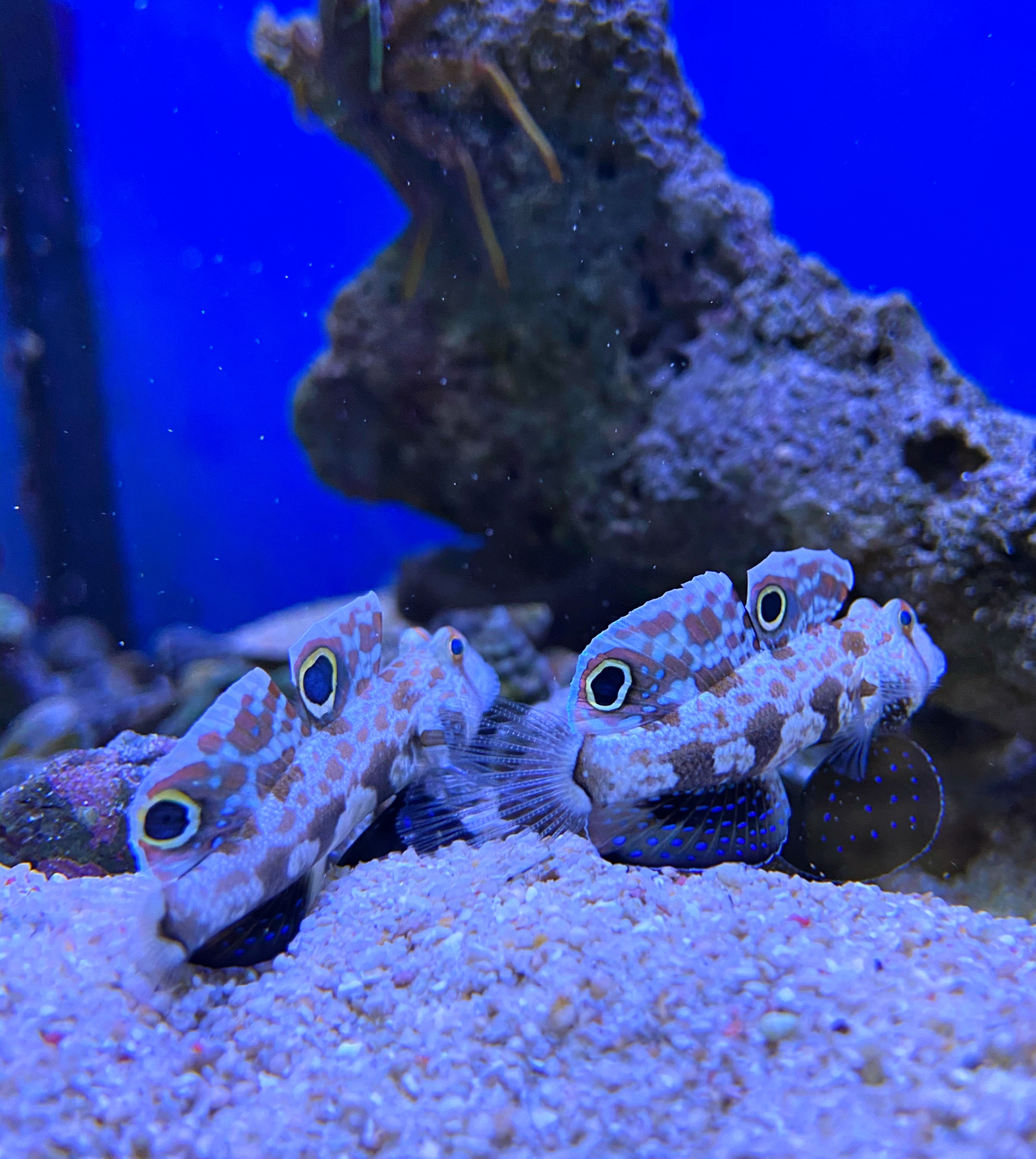 Krabbenaugengrundel Signigobius biocellatus