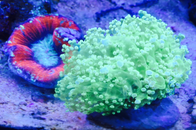 Euphyllia Divisa Ultra Color Euphyllia Divisa Ultra Color