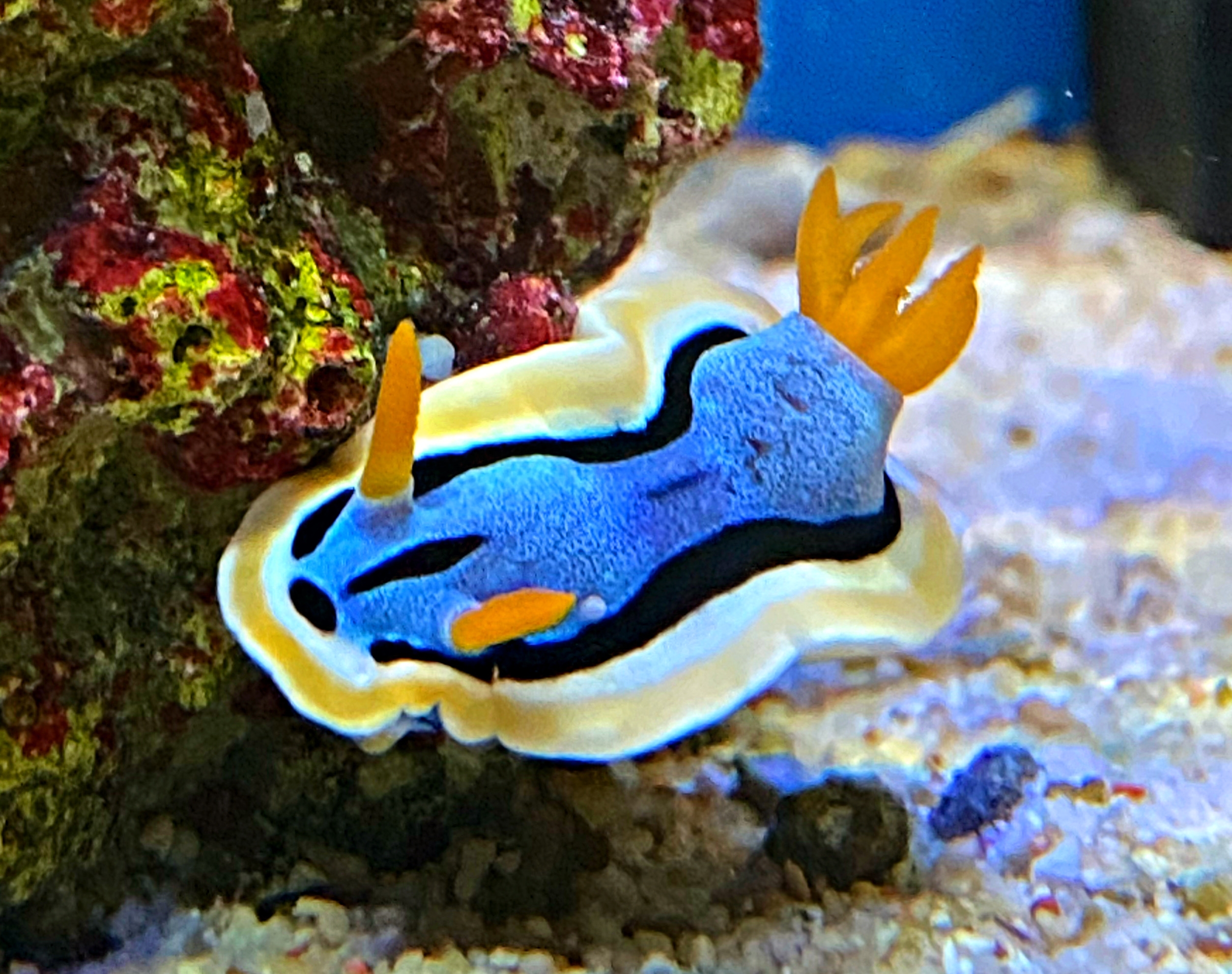  Chromodoris annae - Nacktschnecke