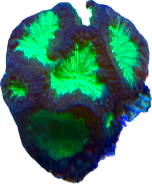 Blastomussa Wellsi  Großpolypige Steinkoralle 