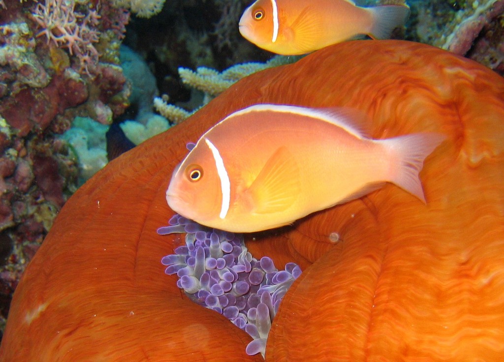 Anemonenfisch Amphiprion perideraion