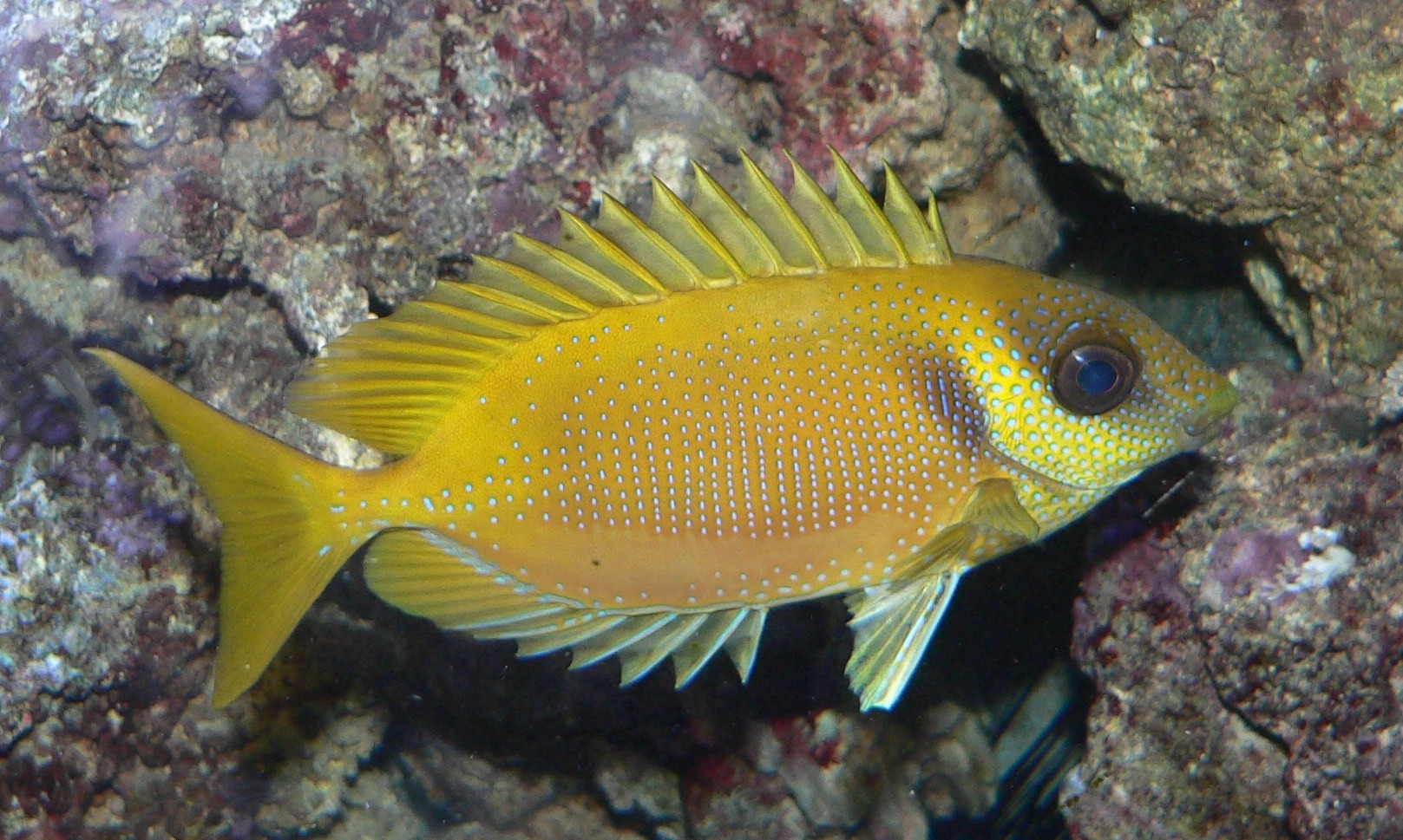 Siganus Corallinus Goldener-Kaninchenfisch