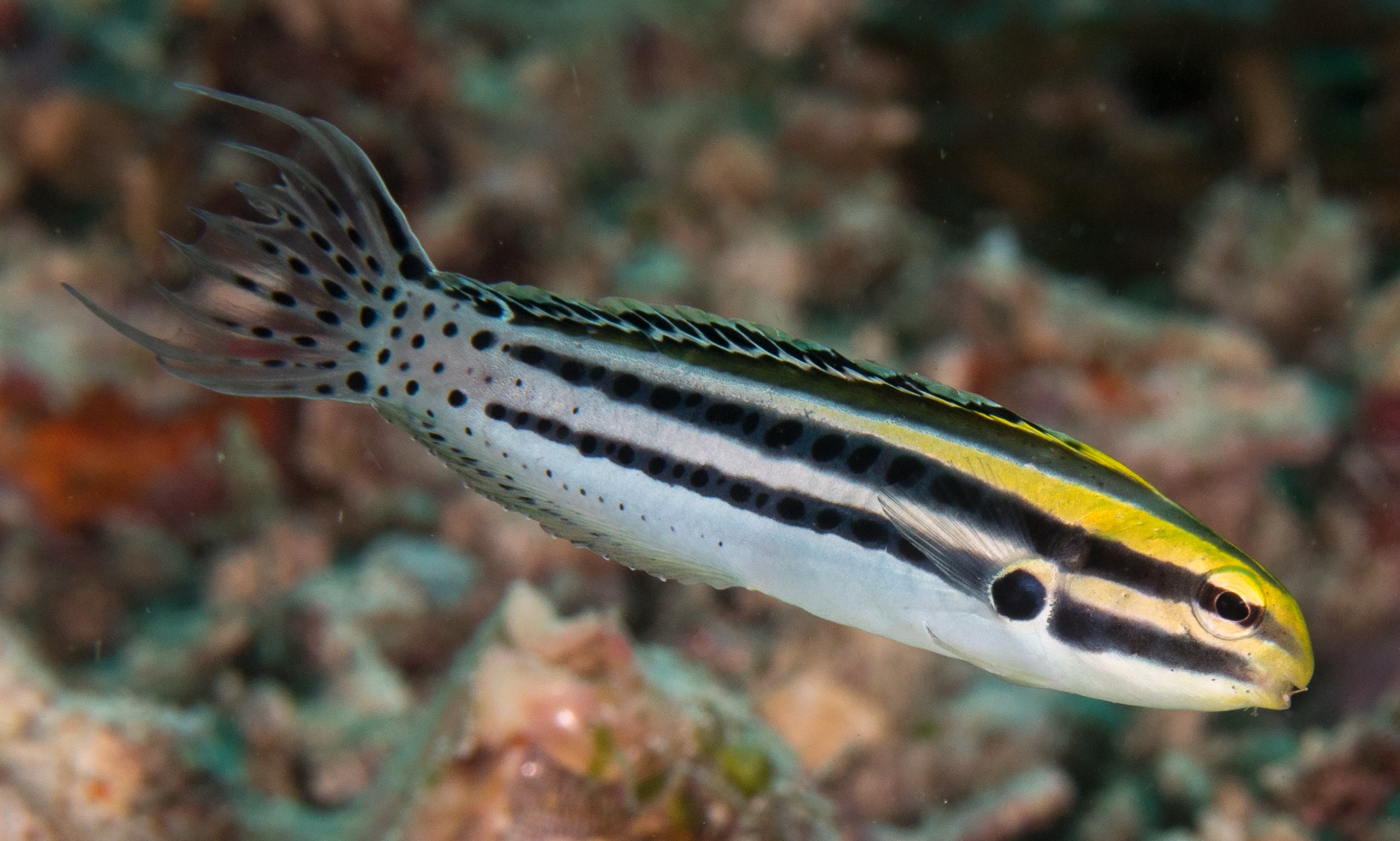 Meiacanthus grammistes Dreistreifen-Säbelzahnschleimfisch-S