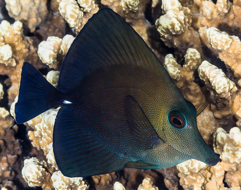 Zebrasoma scopas - Brauner Segelflossen-Doktorfisch-L