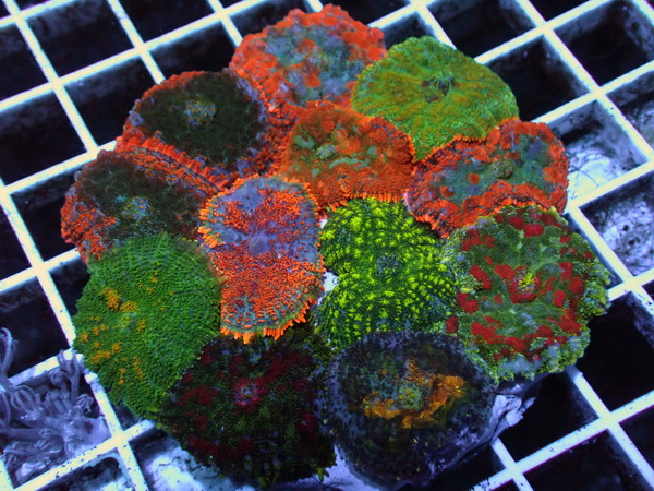 Scheibenanemone Rhodactis spec. - Mushroom Garden - WYSIWYG