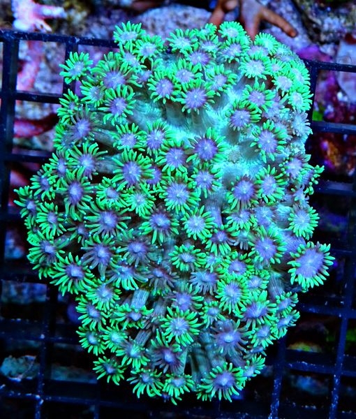 Goniopora lobata Margerittenkoralle Green Ultra Color