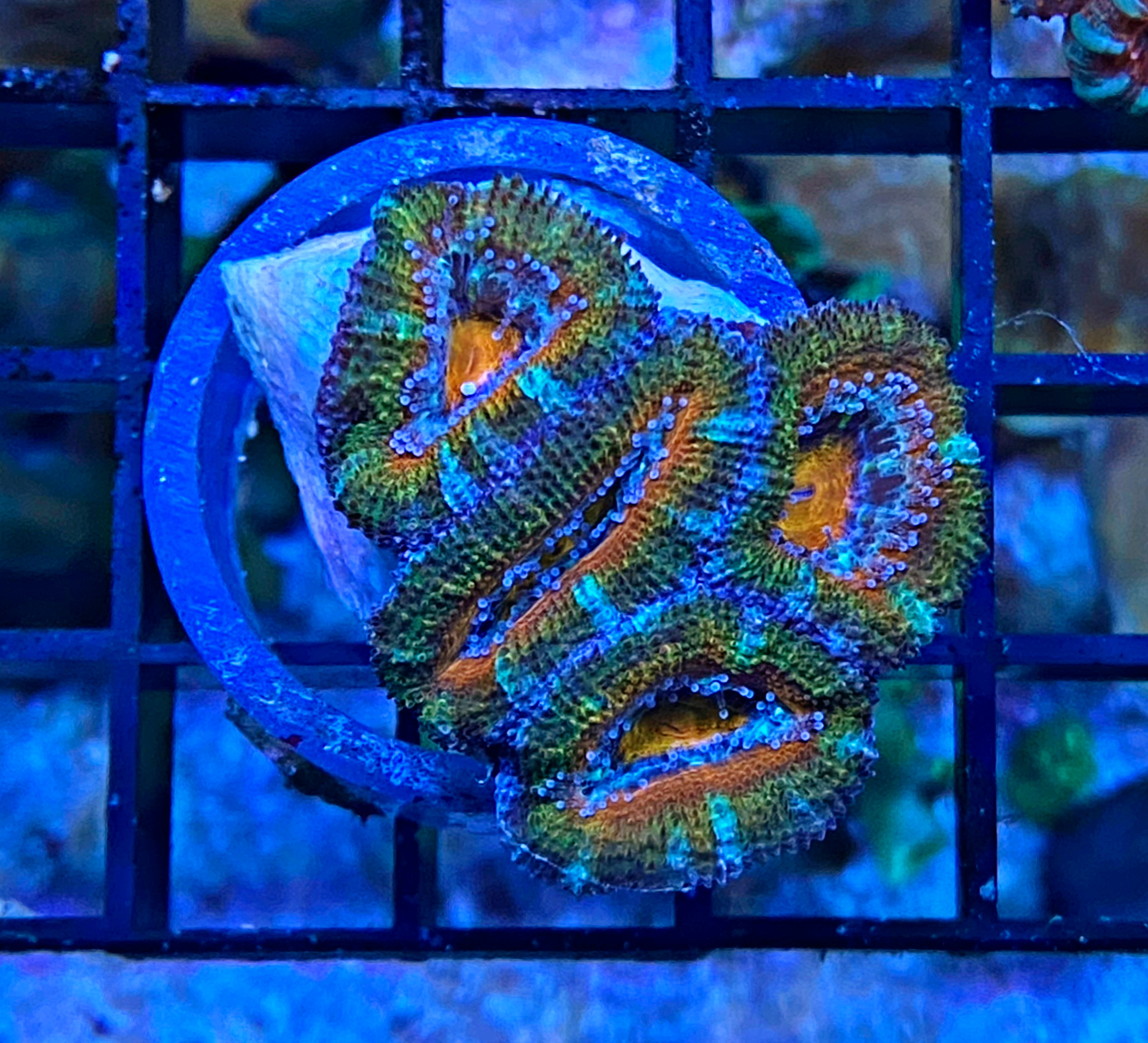Acanthastrea lordhowensis - Großpolypige Steinkoralle - Mrs. fantastic - WYSIWYG 101b