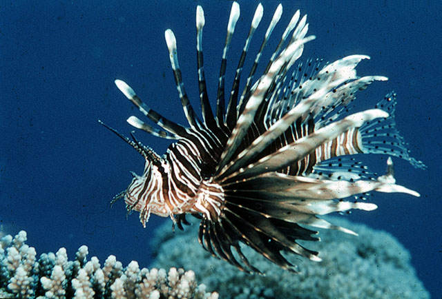 Rotfeuerfisch Pterois volitans