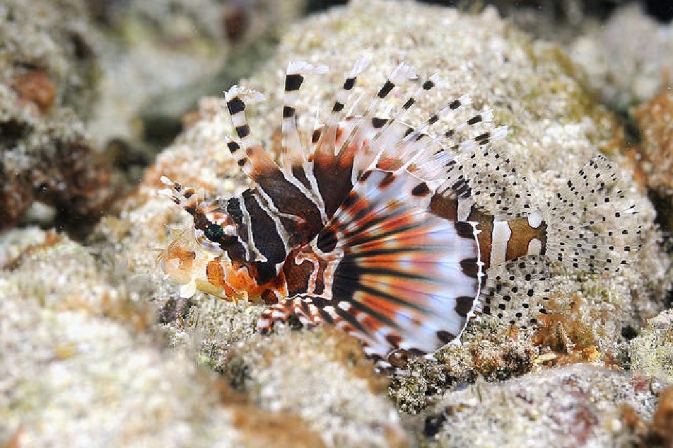 Rotfeuerfisch Zwerg Dendrochirus zebra