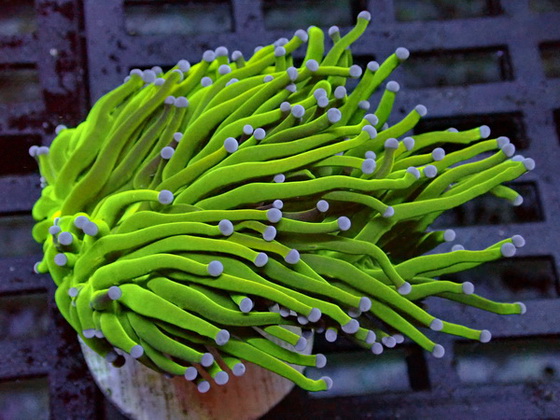 Euphyllia glabrescens Holy Grail special WYSIWYG 25