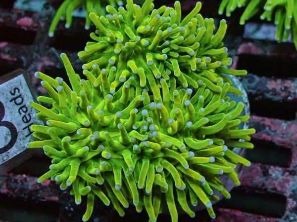 Euphyllia glabrescens  - Ultra Toxic green WYSIWYG 25a