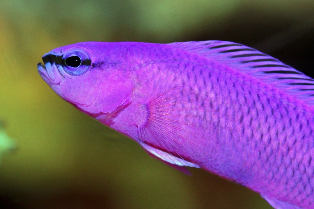 Pseudochromis fridmani König-Salomon Zwergbarsch NZ