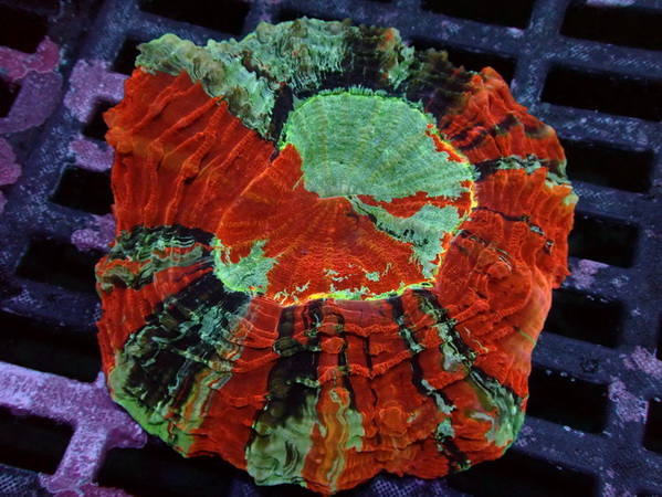 Acanthophyllia deshayesiana -Tränenkoralle WYSIWYG 122 - Ultra Color