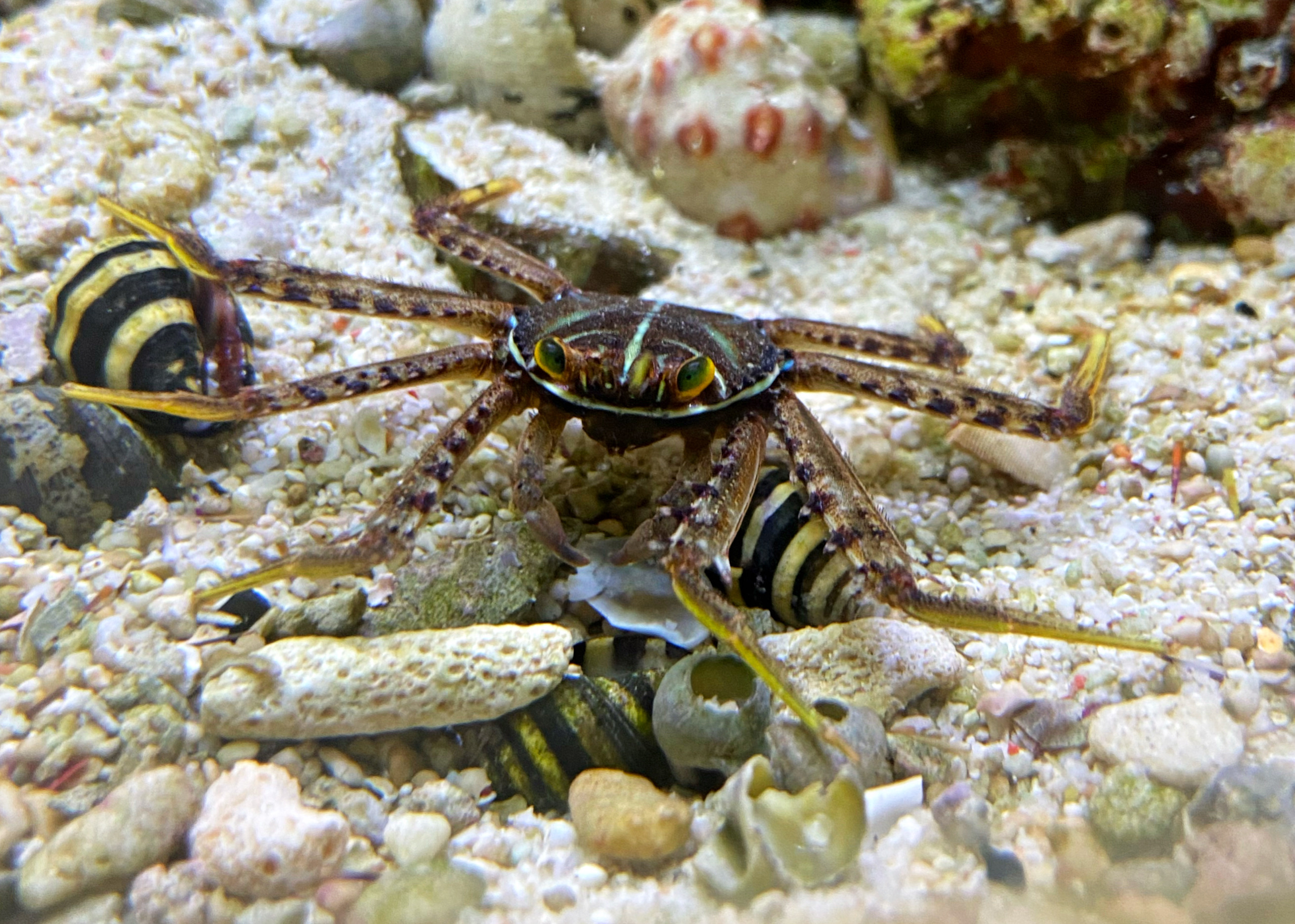 Percnon gibbesi - Felsen- Algenfressende Krabbe