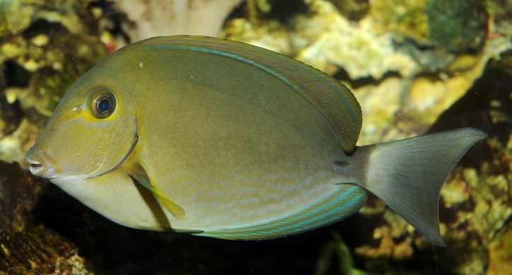 Acanthurus blochii Blochs Doktorfisch