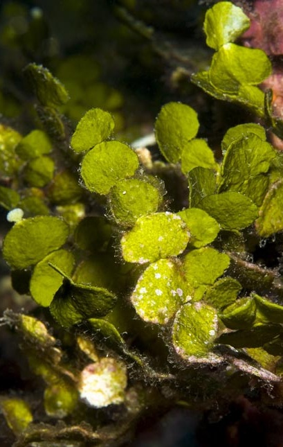 Halimeda sp. Grünalge