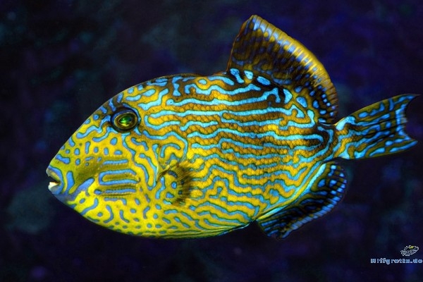 Pseudobalistes fuscus - Blaustreifen-Drückerfisch