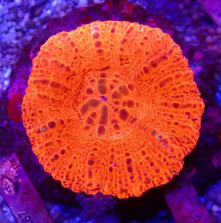 Acanthastrea bowerbanki - WYSIWYG AC2 - Ultra Color