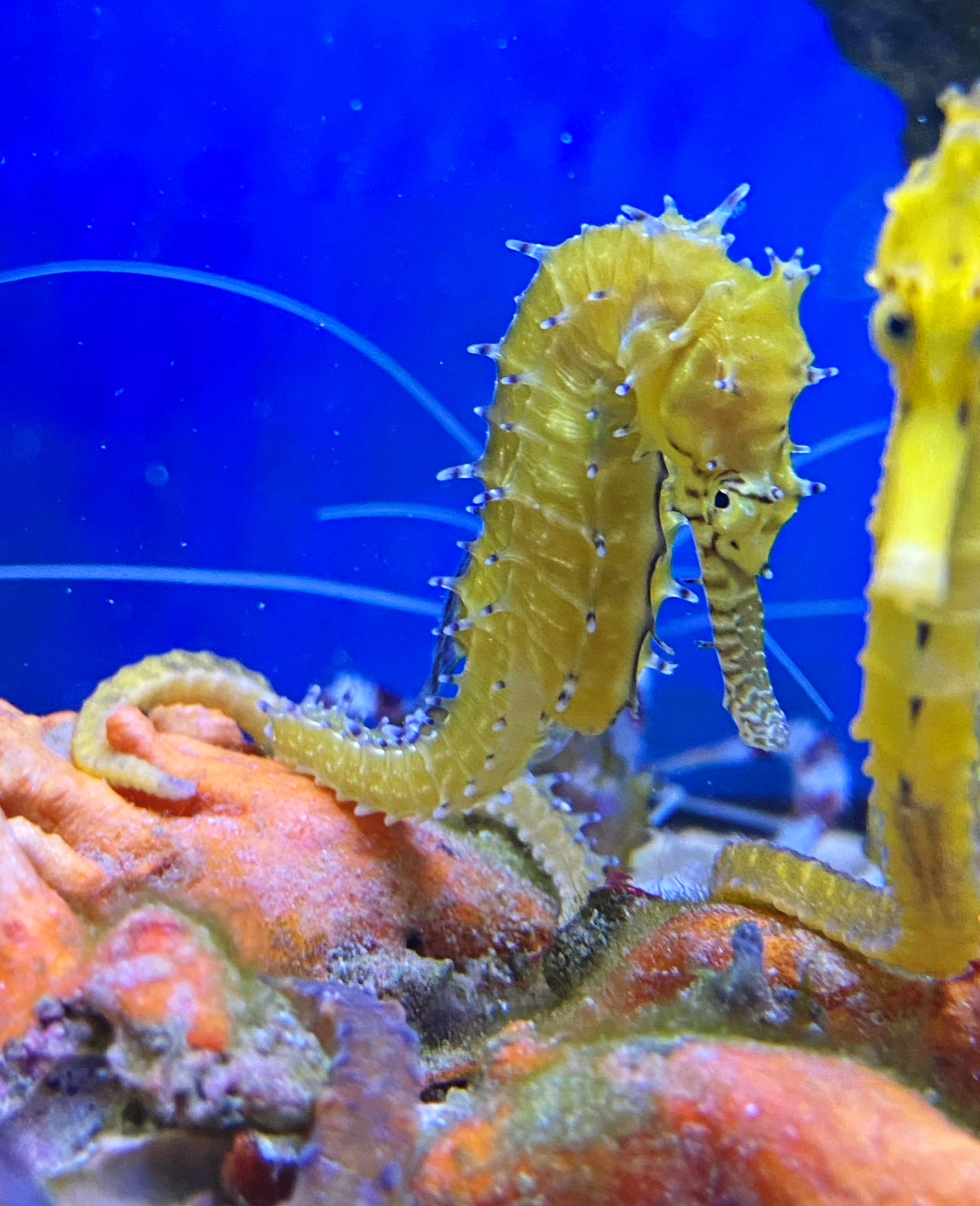 Hippocampus  barbouri  Seepferdchen - gelb -NZ 