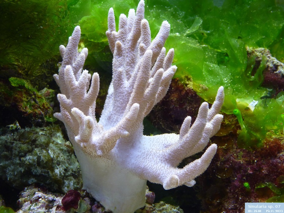 Weichkoralle Sinularia polydactyla 