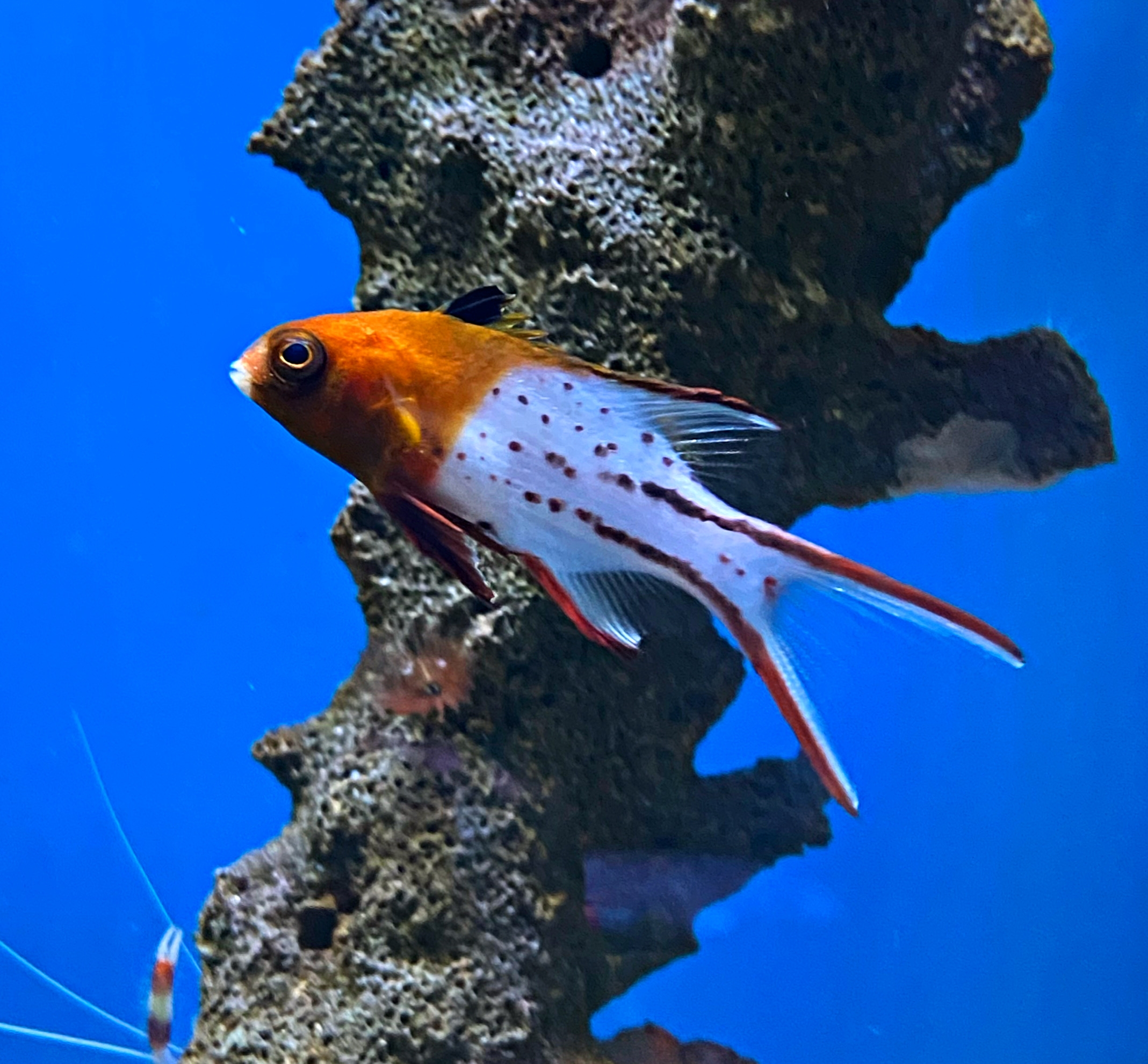 Bodianus anthioides Schweinslippfisch