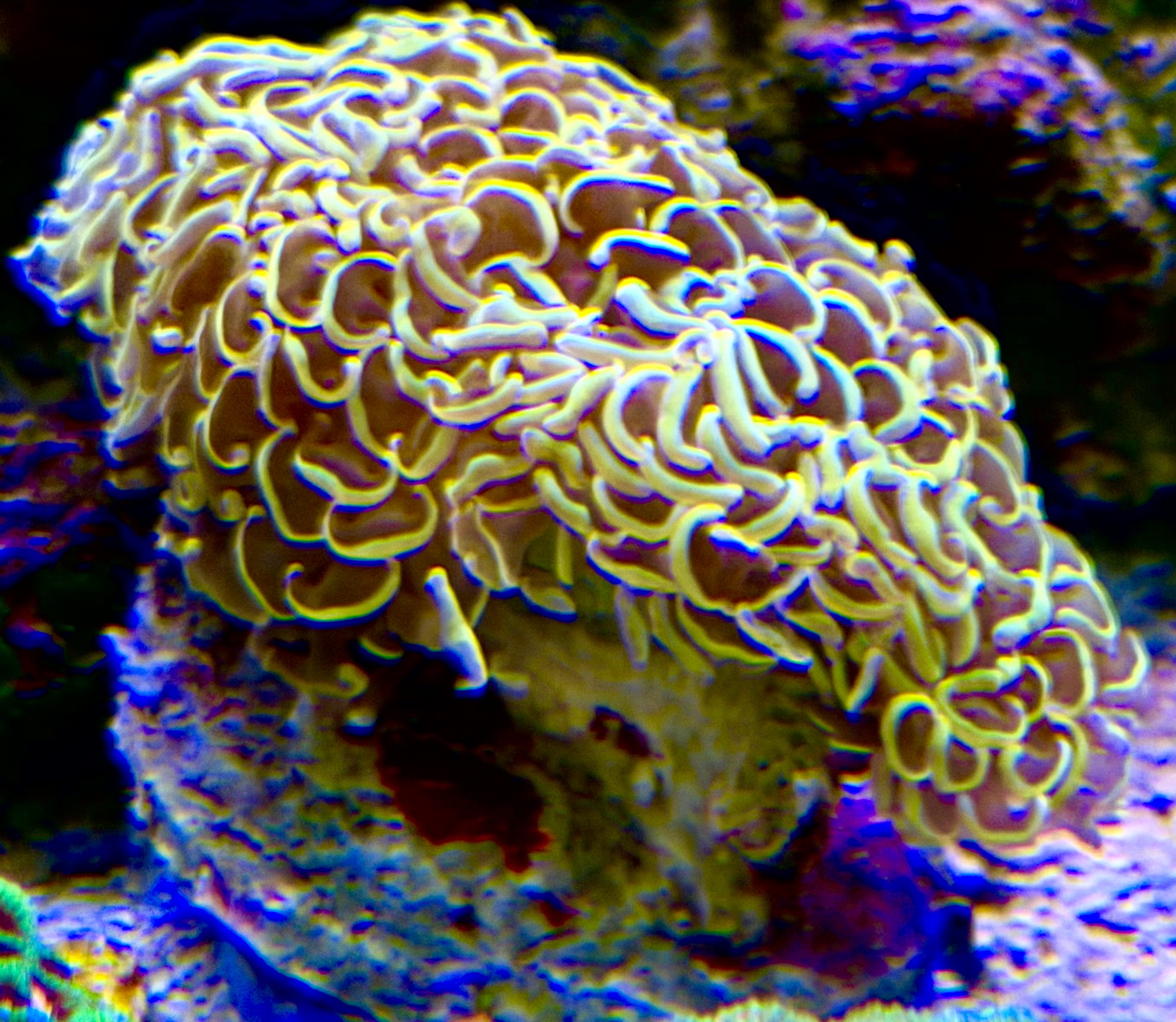 Euphyllia ancora - Hammerkoralle  - WYSIWYG 105 - Ultra Golden Hammer