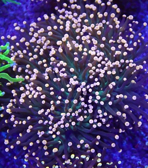 Euphyllia glabrescens - Orange Tip ultra Color - WYSIWYG Glab.6-2