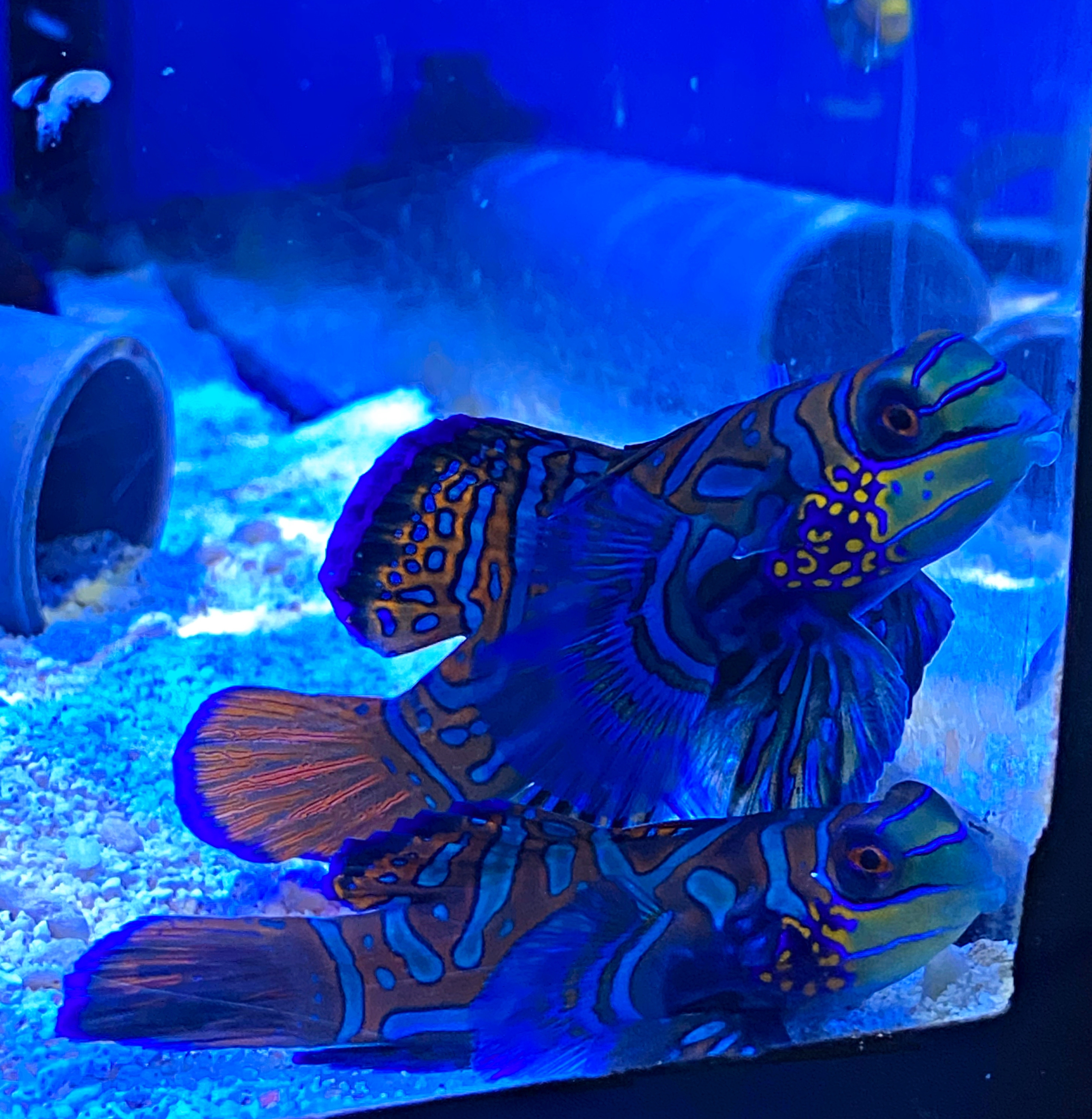 Mandarin-Leierfisch -Paar- Synchiropus splendidus - 