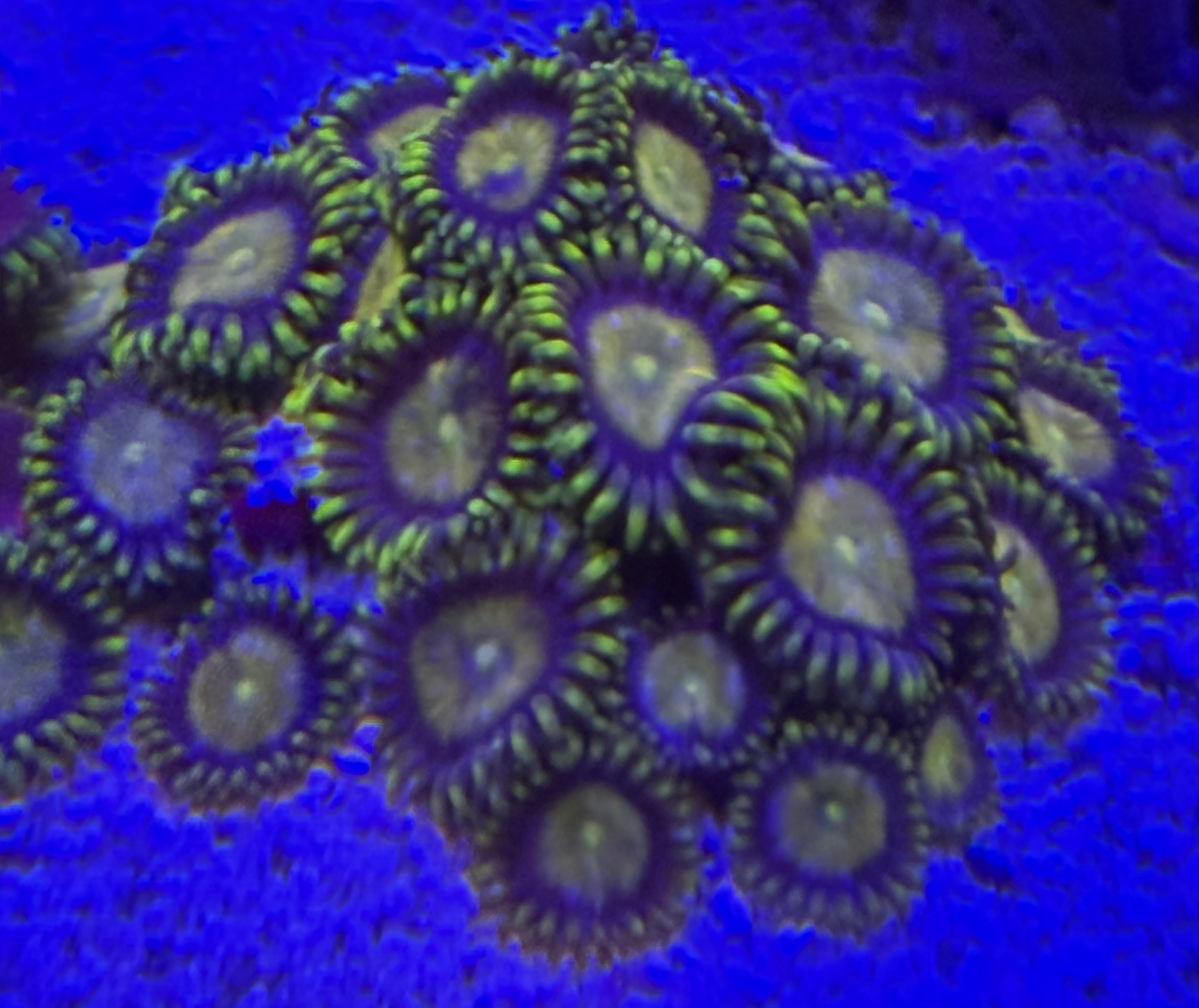 Zoanthus spec. - Krustenanemonen - Golden Nuget 