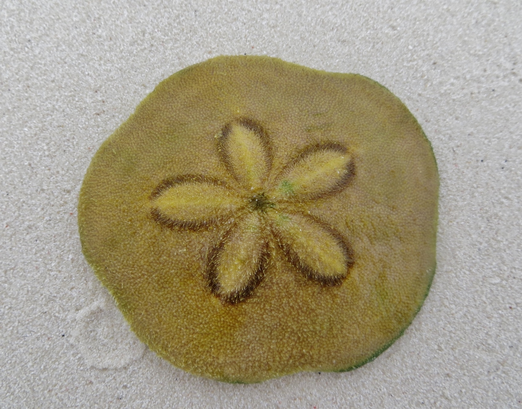 Clypeaster sp. Sanddollar