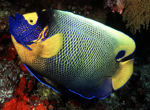 Kaiserfisch Pomacanthus xanthometopon