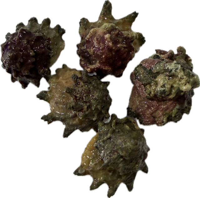 Astralium rhodostomum - feinstachlige Sternschnecke  Algenschnecke 