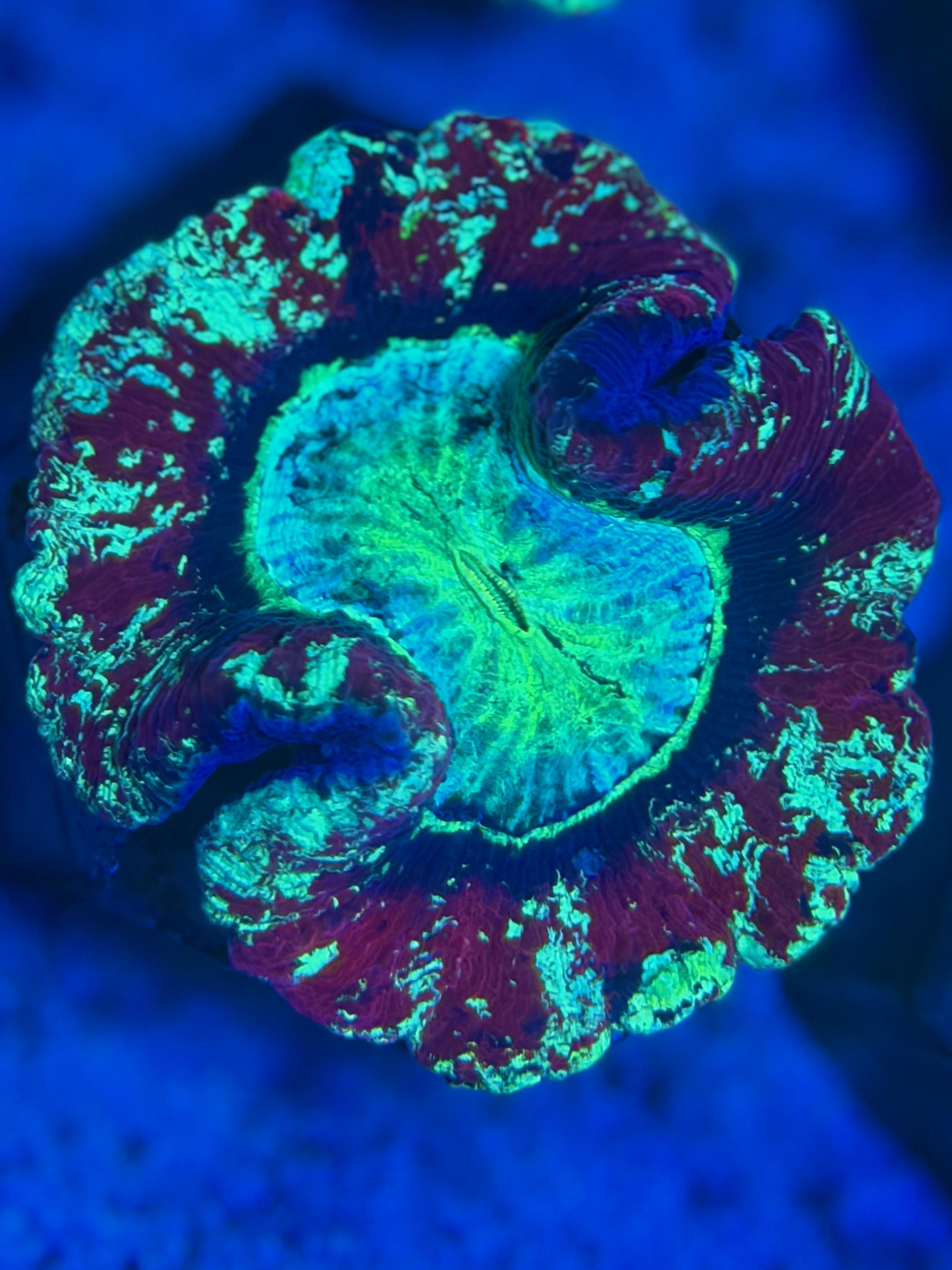 Trachyphyllia geoffroyi - Wulstkoralle - Twin Star - Double Color - WYSIWYG 127d