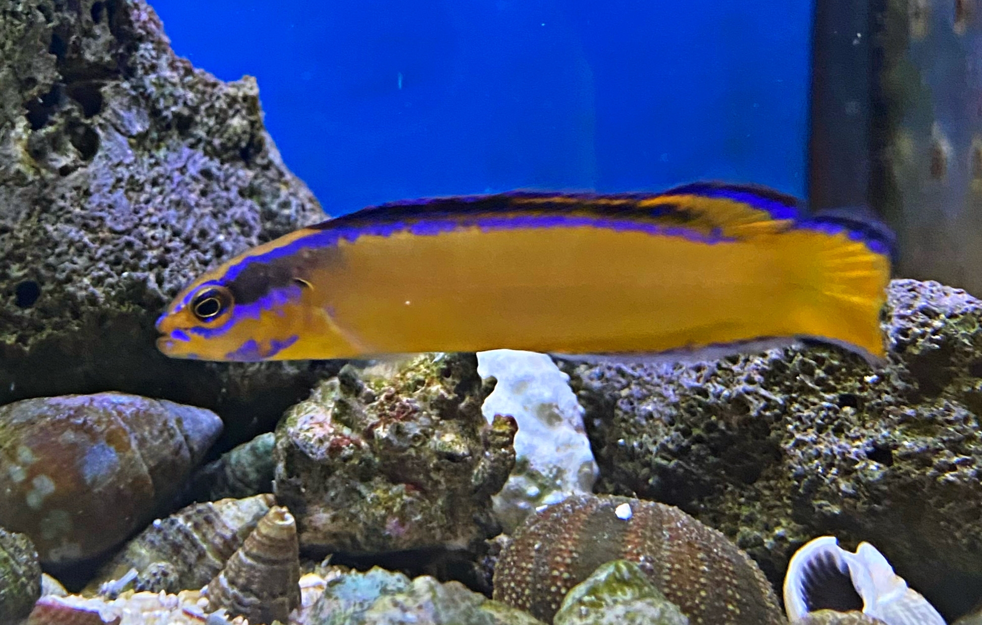 Pseudochromis aldabraensis - Aldabra-Zwergbarsch NZ