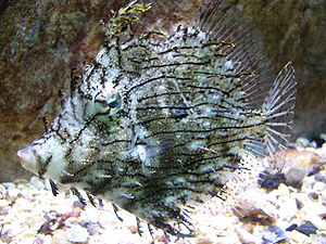 Feilenfisch - Schmuck-feilenfisch - Chaetodermis penicilligerus 