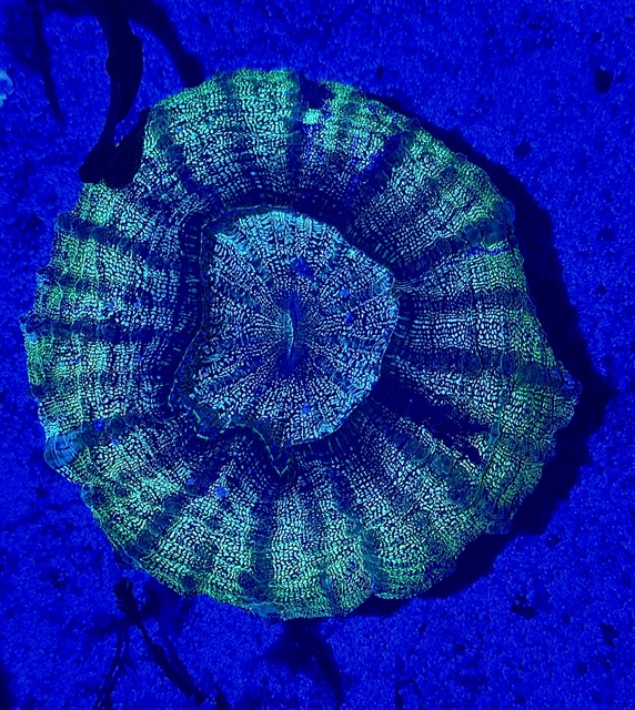 Acanthophyllia deshayesiana Tränenkoralle - L - Orange eye - WYSIWYG