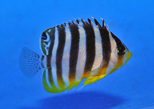 Paracentropyge multifasciata - Zebra-Zwergkaiserfisch NZ 