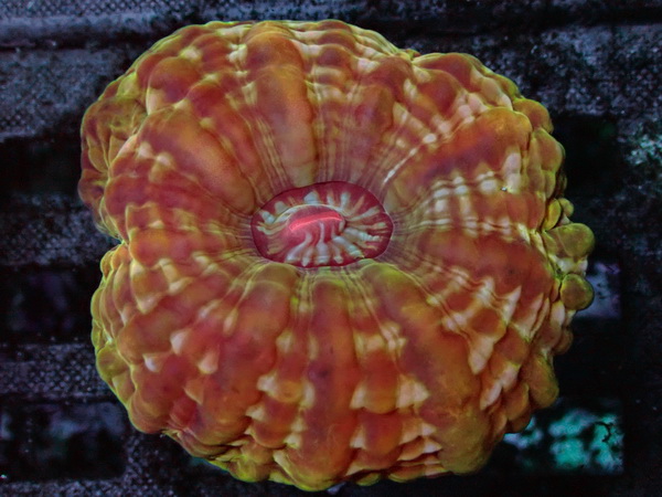  Cynarina lacrymalis - Tränenkoralle  - WYSIWYG 110 - Color Explosion
