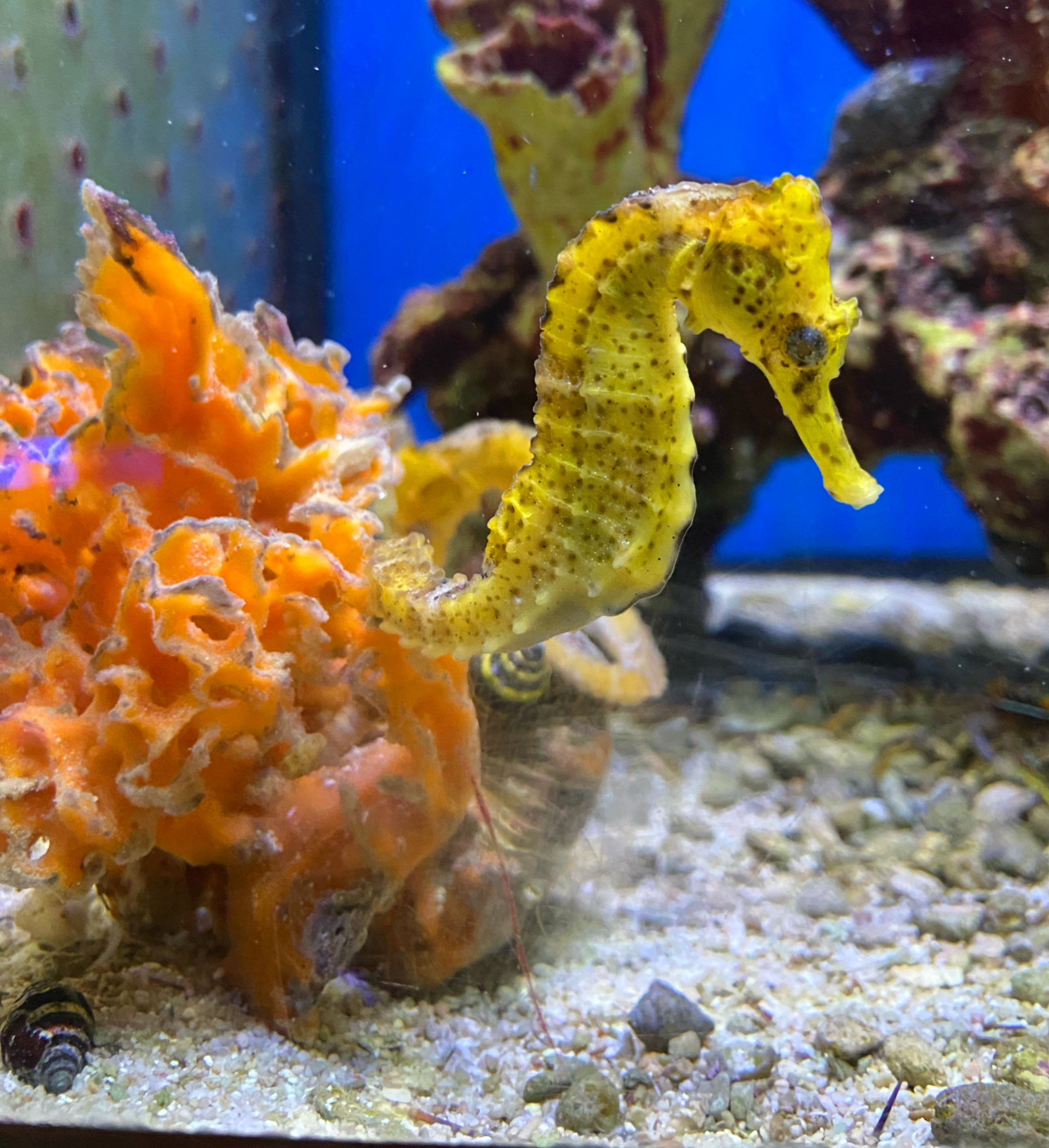  Hippocampus reidi Langschnäuziges Seepferdchen gelblich  -NZ - PAAR 